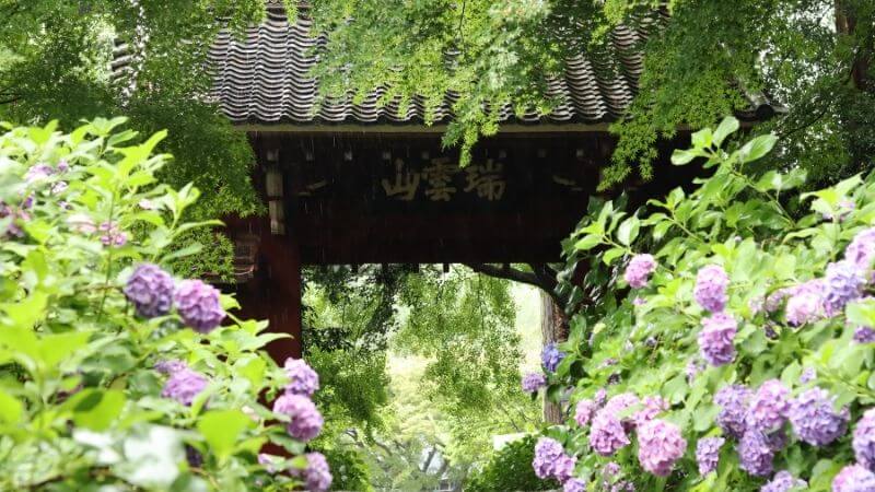 本光寺のあじさいの門と紫陽花の画像