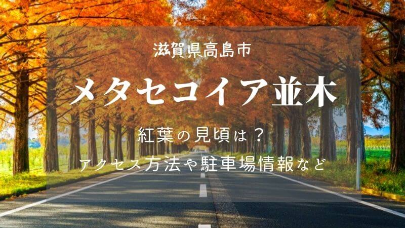 メタセコイア並木 滋賀 紅葉の見頃22 アクセスや駐車場情報も
