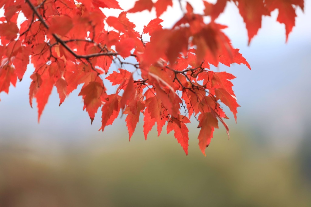 見頃の紅葉の写真