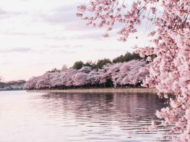 桜と湖の画像